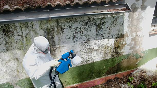 Top rated local Bathroom Mold Removal specialists in Sharon, TN